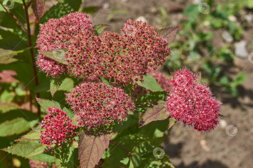Скачать Спирея японская (лат. Spiraea japonica) - вид листопадных декоративных кустарников. фотосток Ozero