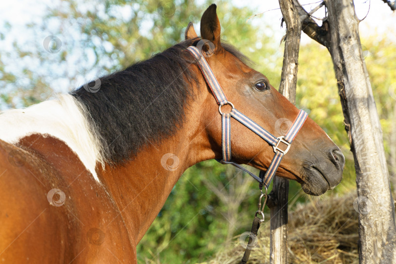 Скачать Портрет лошади пинто фотосток Ozero