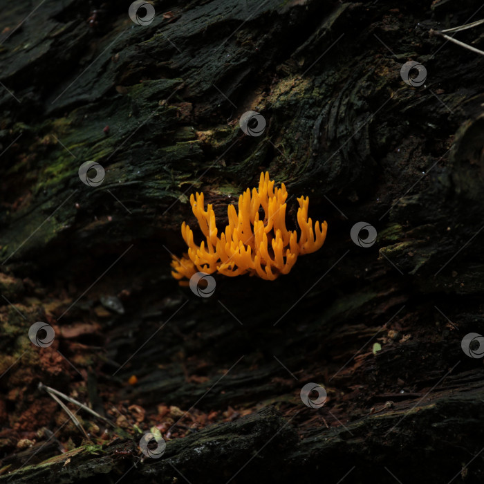 Скачать Калоцера клейкая фотосток Ozero