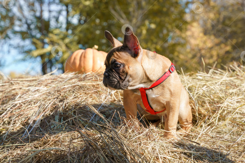 Скачать Портрет щенка французского бульдога фотосток Ozero