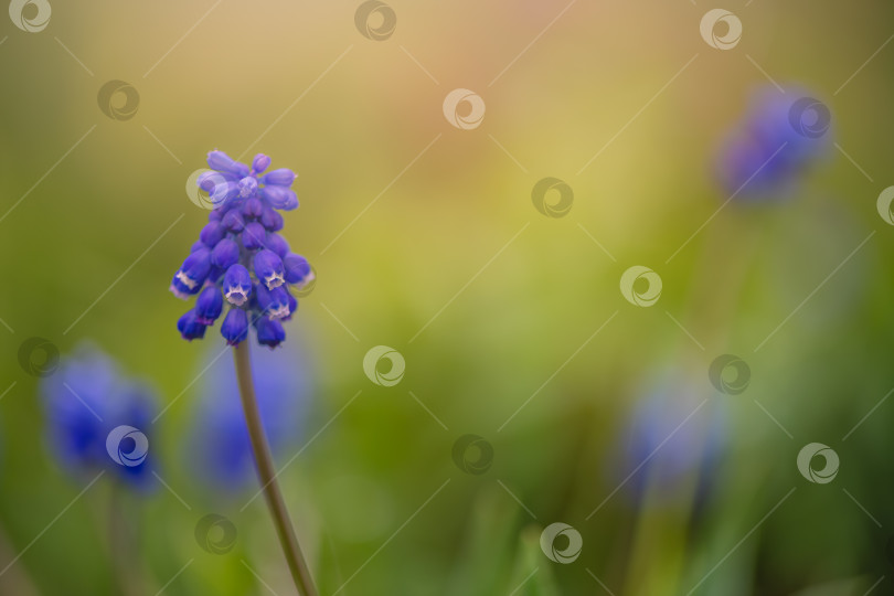 Скачать Цветущий голубой виноградный гиацинт muscari armeniacum, утопающий в сочной зеленой траве, украшенный блестящими каплями росы, на фоне нежно размытого весеннего луга фотосток Ozero