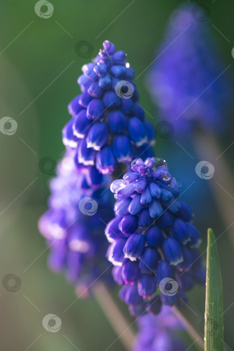 Скачать Яркие фиолетовые цветы виноградного гиацинта muscari armeniacum, отражающие суть весны, сверкают капельками росы, демонстрируя красоту цветущего сада, наполненного жизнью и красками фотосток Ozero