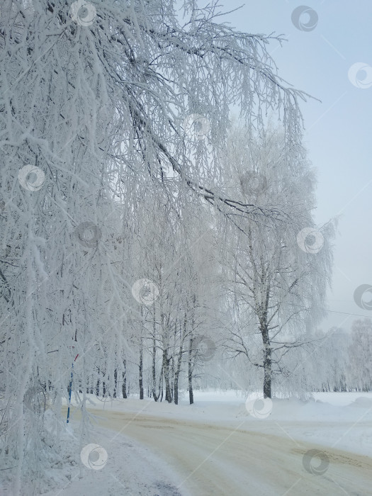 Скачать ветви березы нагнулись от снега вдоль дороги фотосток Ozero