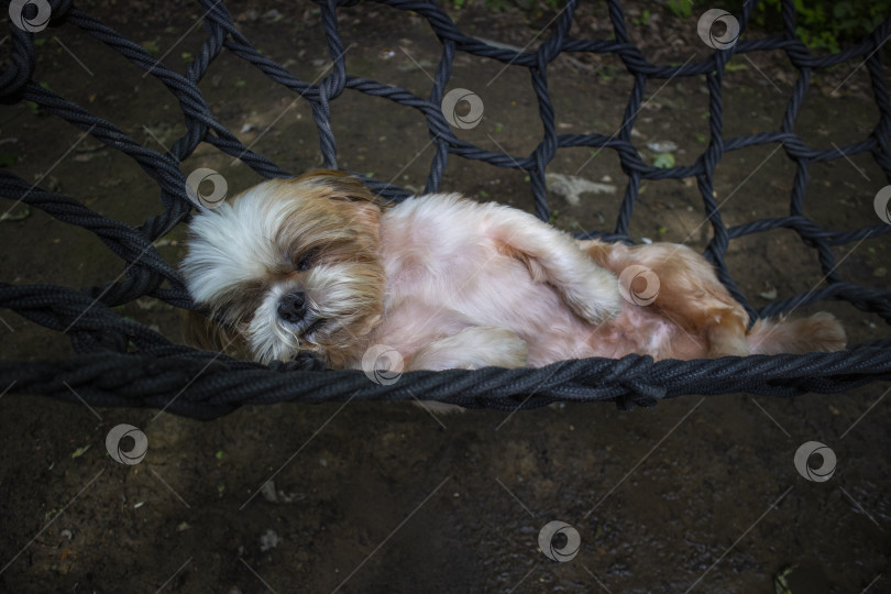 Скачать собака ши тцу лежит в гамаке фотосток Ozero