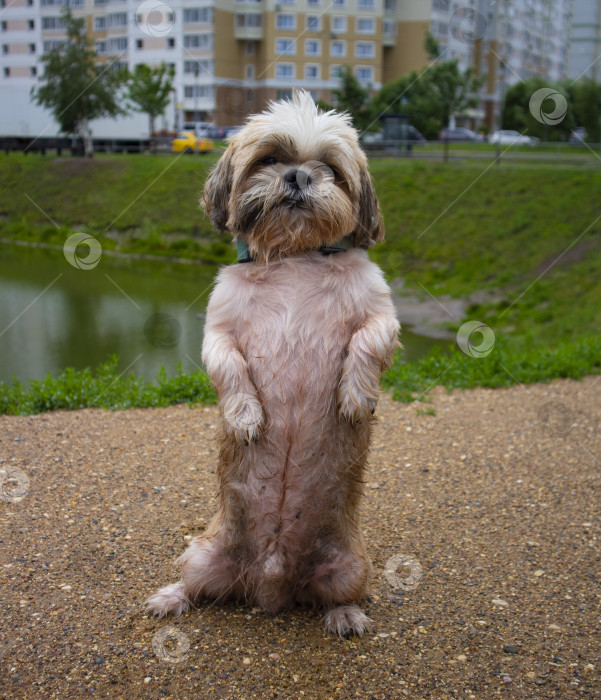 Скачать прогулки с собакой ши-тцу фотосток Ozero