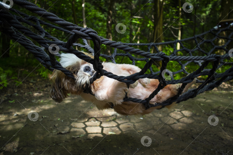 Скачать собака ши тцу лежит в гамаке фотосток Ozero