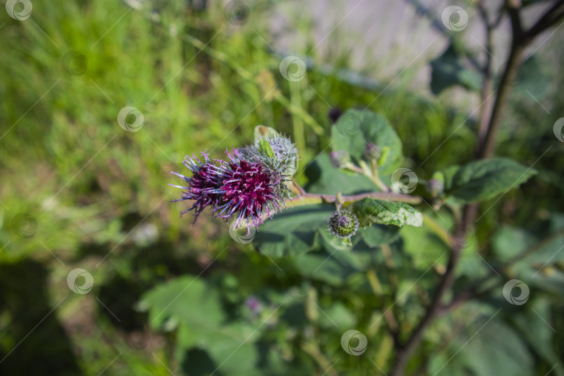 Скачать цветок колючки фотосток Ozero