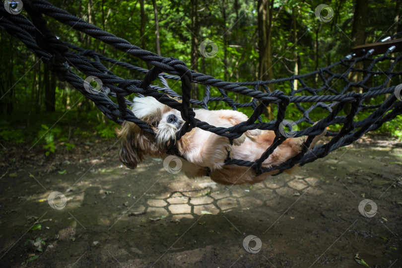 Скачать собака ши-тцу лежит в гамаке фотосток Ozero