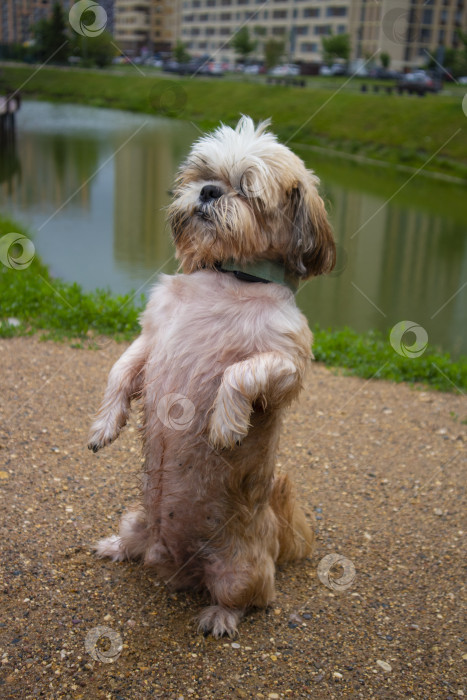 Скачать собака ши тцу гуляет фотосток Ozero