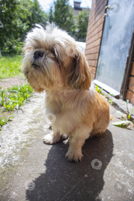 Скачать собака ши тцу сидит фотосток Ozero