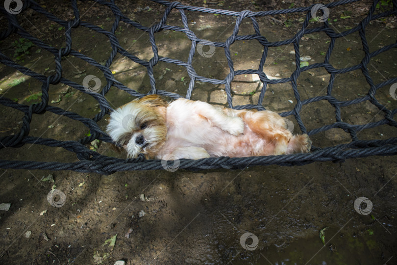 Скачать собака ши тцу лежит в гамаке фотосток Ozero
