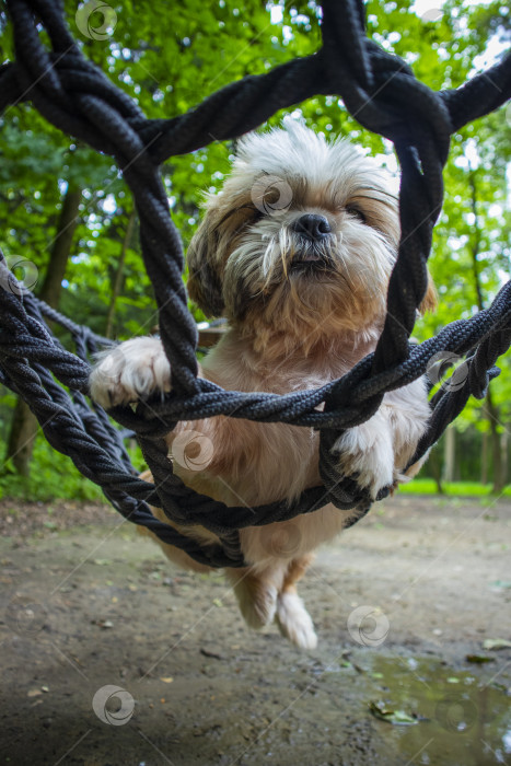 Скачать собака ши тцу лежит в гамаке фотосток Ozero