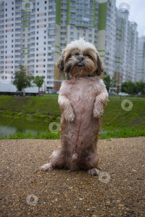 Скачать собака ши тцу гуляет фотосток Ozero