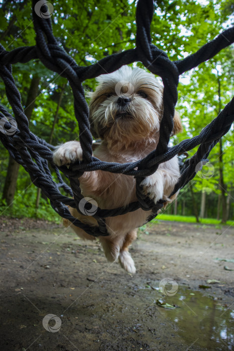 Скачать собака ши-тцу лежит в гамаке фотосток Ozero