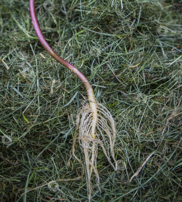 Скачать корни растения фотосток Ozero