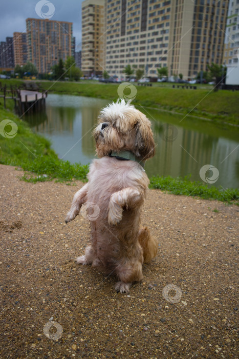 Скачать прогулки с собакой ши-тцу фотосток Ozero