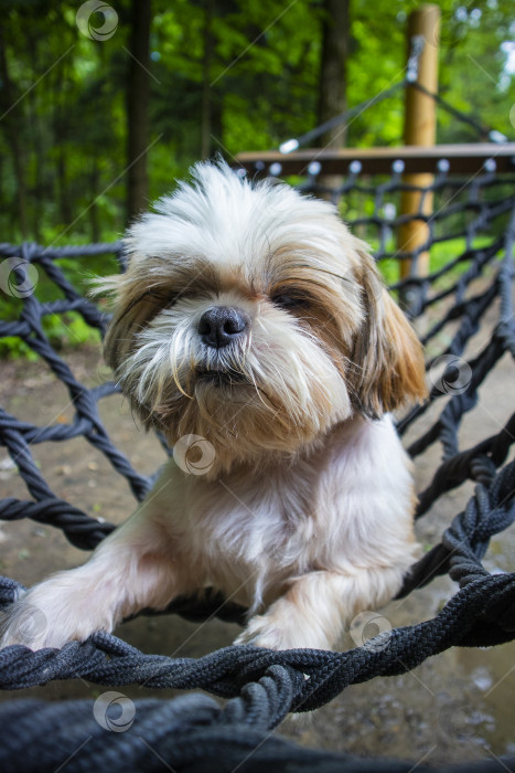 Скачать собака ши тцу лежит в гамаке фотосток Ozero