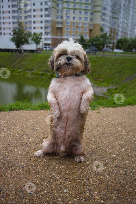 Скачать собака ши тцу гуляет фотосток Ozero