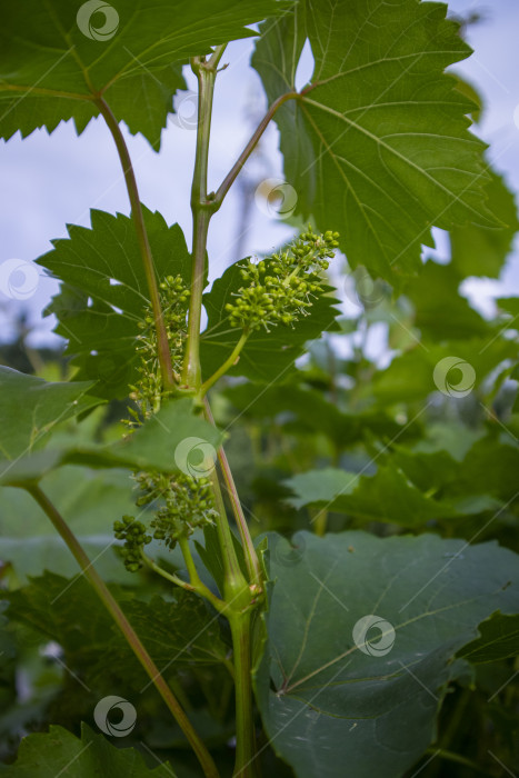 Скачать молодые плоды фотосток Ozero