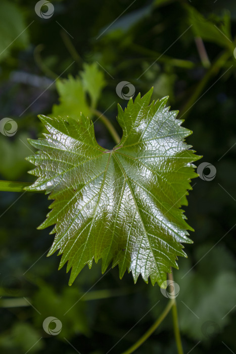 Скачать листья винограда фотосток Ozero