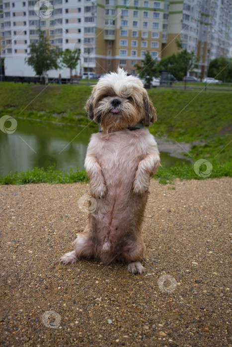 Скачать собака ши тцу гуляет фотосток Ozero