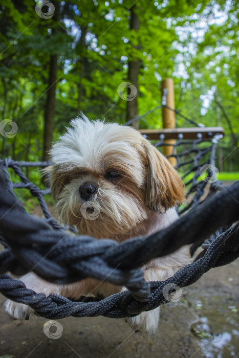 Скачать собака ши тцу лежит в гамаке фотосток Ozero