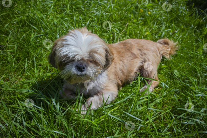 Скачать собака ши-тцу сидит на зеленой траве фотосток Ozero