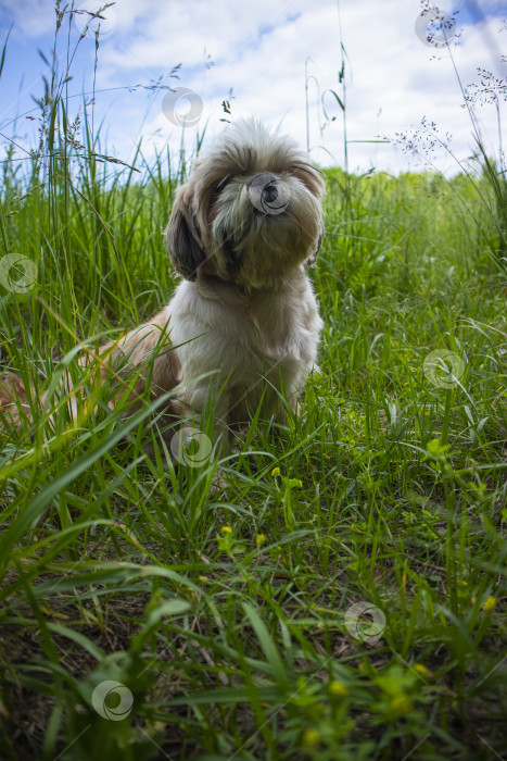 Скачать собака ши тцу сидит фотосток Ozero