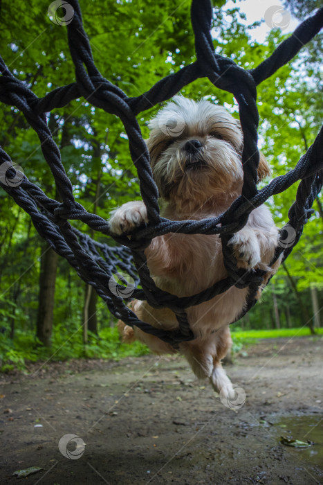 Скачать собака ши тцу лежит в гамаке фотосток Ozero