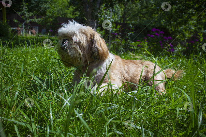 Скачать собака ши тцу фотосток Ozero