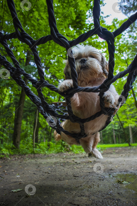 Скачать собака ши-тцу лежит в гамаке фотосток Ozero