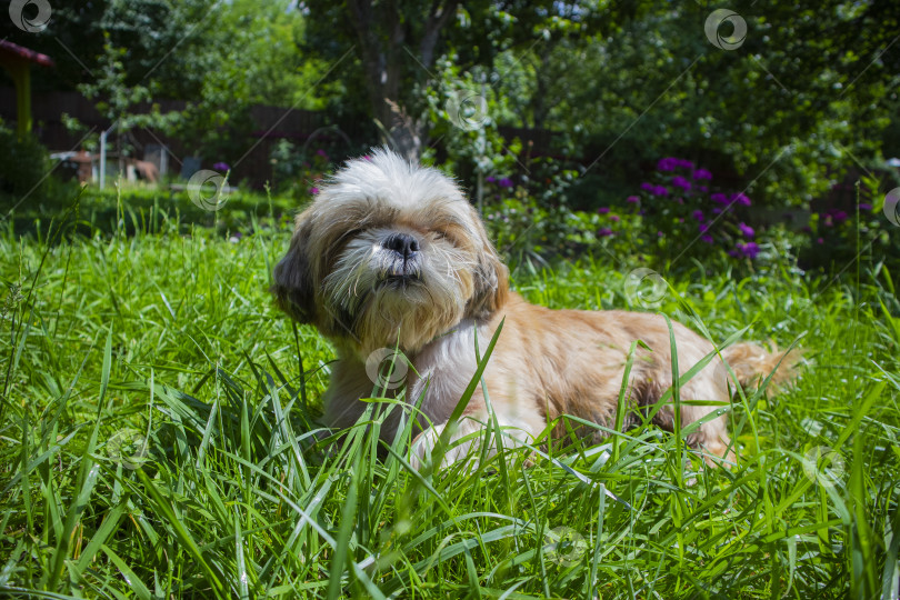 Скачать собака ши тцу сидит в зеленой траве фотосток Ozero