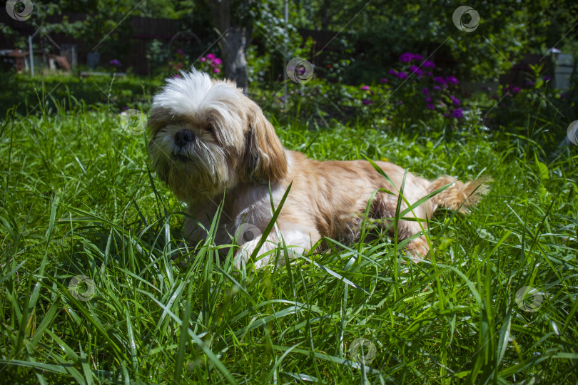 Скачать собака ши тцу фотосток Ozero