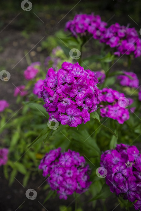 Скачать Гвоздика турецкая фотосток Ozero
