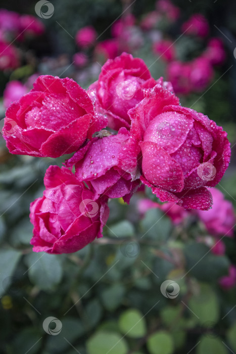 Скачать цветок розы фотосток Ozero