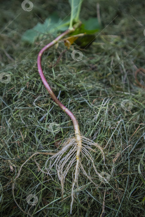 Скачать корни растения фотосток Ozero