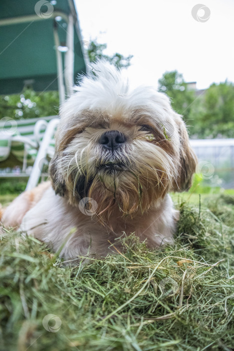 Скачать собака ши тцу сидит в зеленой траве фотосток Ozero