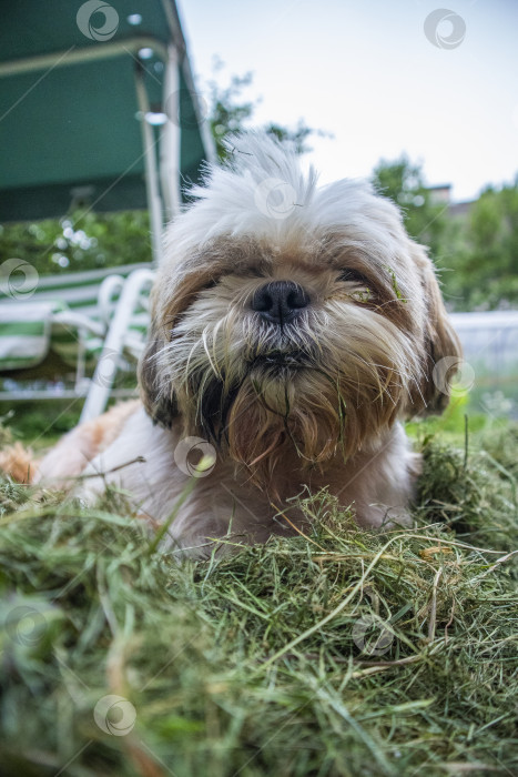 Скачать собака ши тцу сидит фотосток Ozero