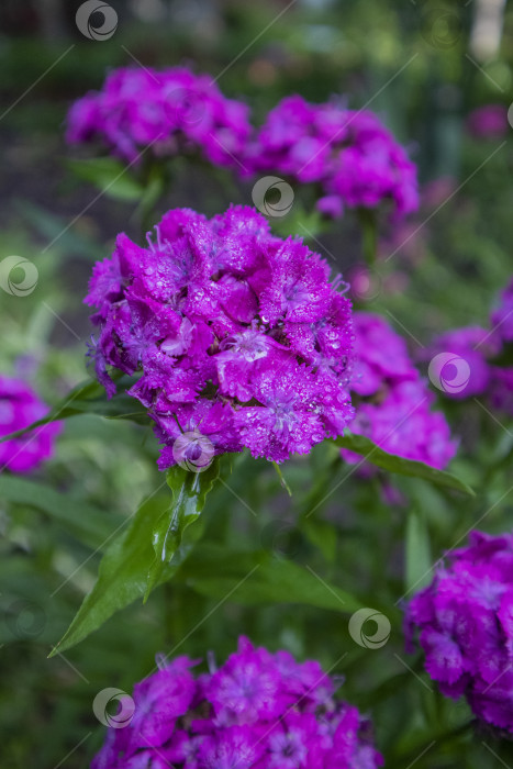 Скачать Турецкая гвоздика фотосток Ozero