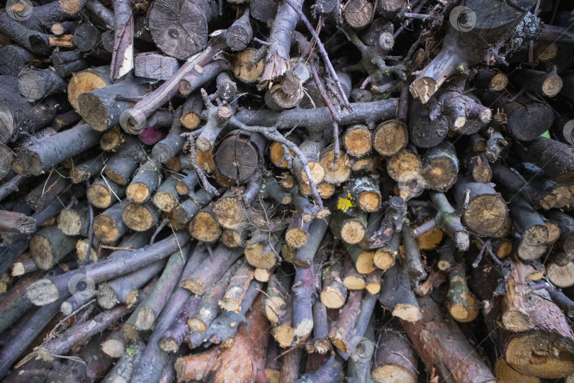 Скачать спиленные деревья фотосток Ozero