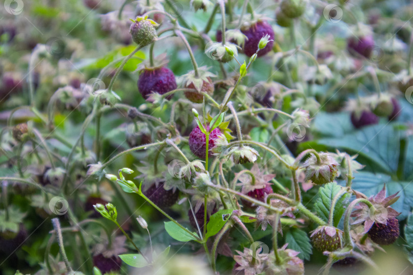 Скачать ягоды клубники фотосток Ozero