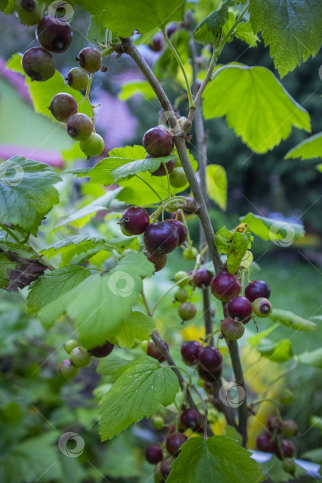Скачать крыжовник фотосток Ozero
