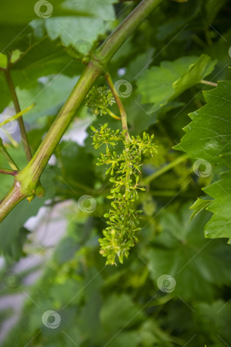 Скачать плоды винограда фотосток Ozero