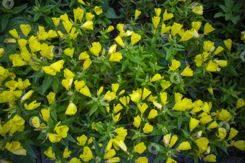 Скачать энотера миссурийская фотосток Ozero