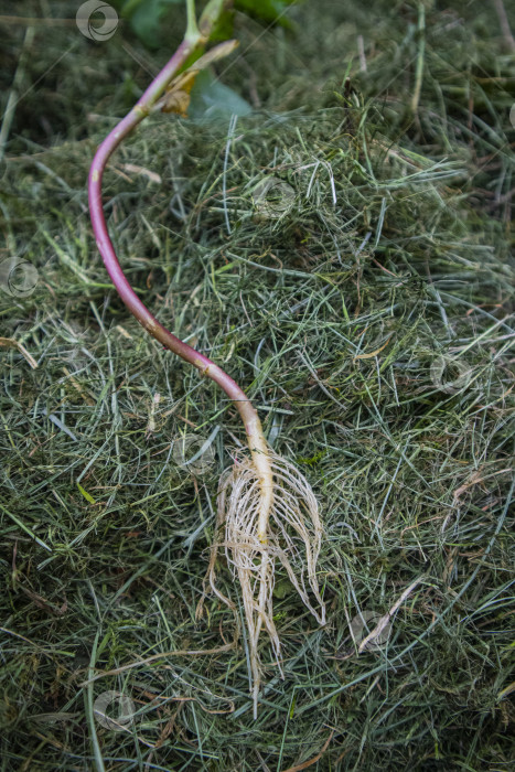 Скачать корни растения фотосток Ozero