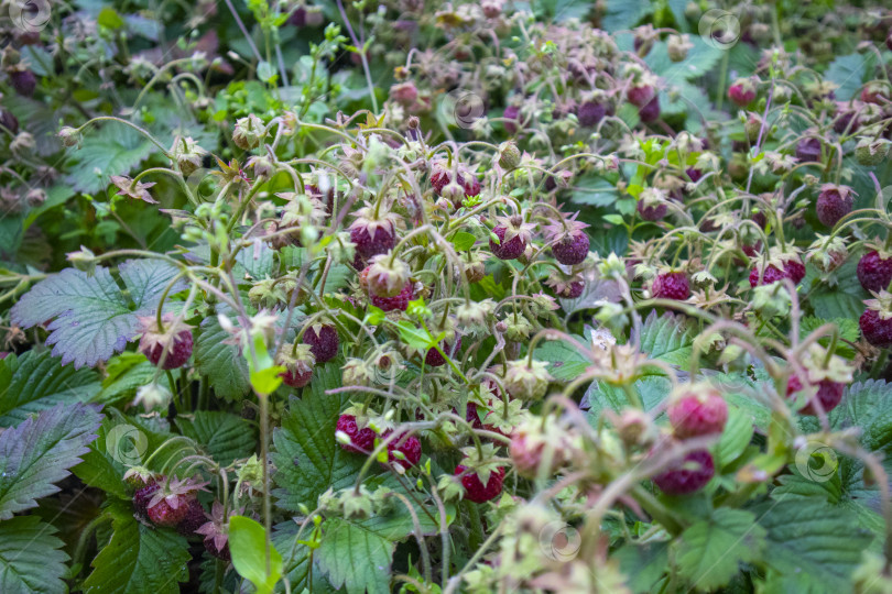 Скачать ягоды клубники фотосток Ozero