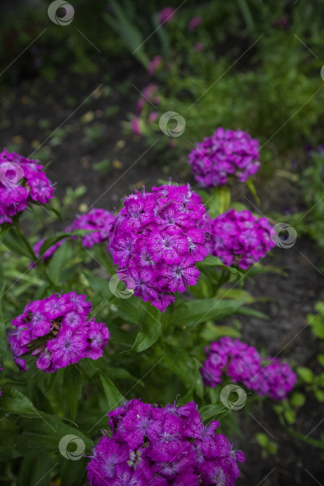 Скачать Гвоздика турецкая фотосток Ozero