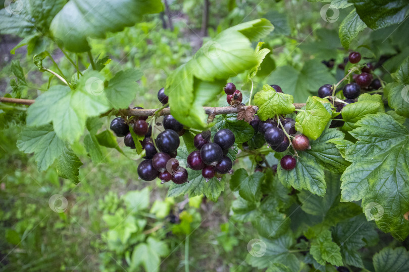 Скачать крыжовник фотосток Ozero