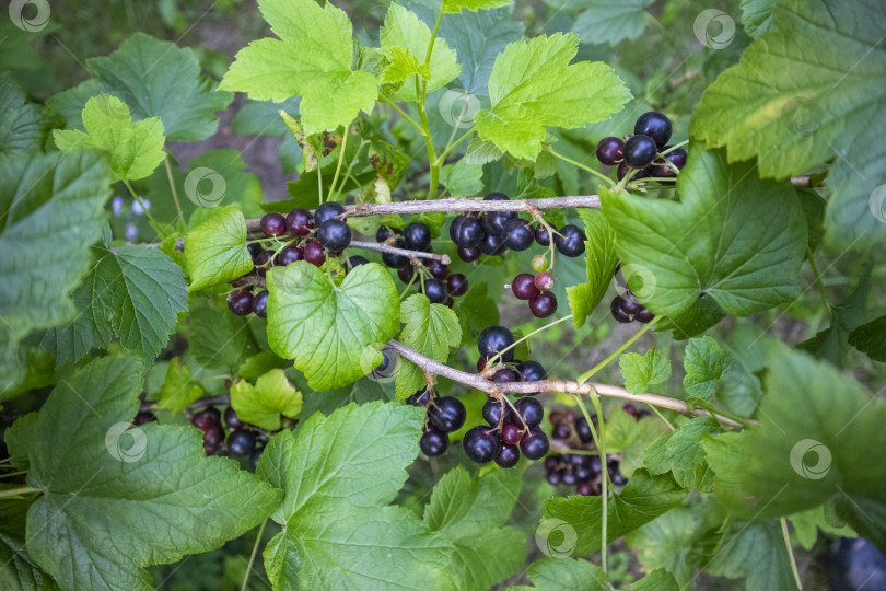 Скачать крыжовник растущий фотосток Ozero