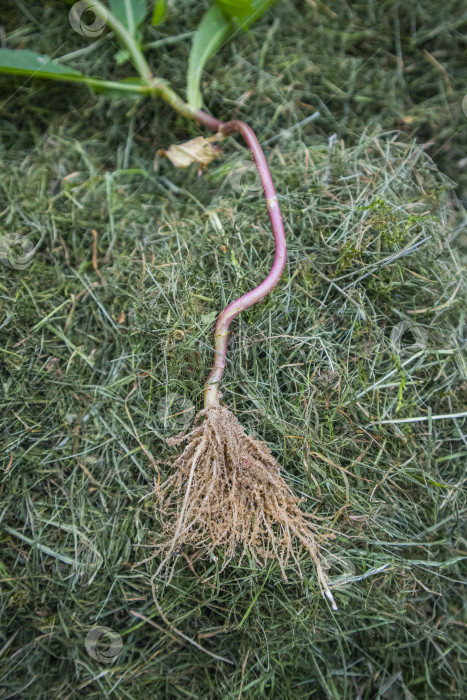 Скачать корни растения фотосток Ozero